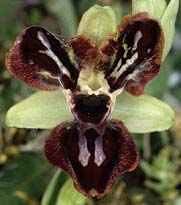 Ophrys passionis, ptales labellodes, Plouhinec, Morbihan