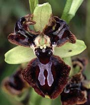 Ophrys passionis, ptales labellodes, Plouhinec, Morbihan