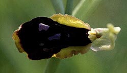 Ophrys passionis, fleur  labelle et prianthe incomplets, d'origine traumatique, Erdeven, Morbihan