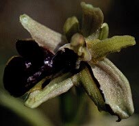 Ophrys passionis, fleur avec un demi-labelle (origine traumatique), Plouhinec, Morbihan
