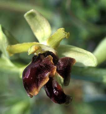 Ophrys passionis, fleur  2 (3 ?) labelles, Plouhinec, Morbihan
