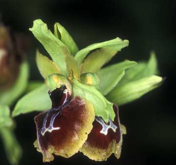Ophrys sphegodes, fleur  2 labelles, Erquy, Ctes-d'Armor