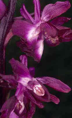 Orchis laxiflora, 2 fleurs  2 labelles (les autres fleurs de l'pi tant normales), Sn, Morbihan