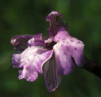 Orchis morio, fleur  2 labelles, Erquy, Ctes-d'Armor