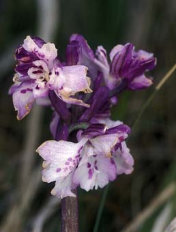 Orchis morio, ptales labellodes, Ctes-d'Armor