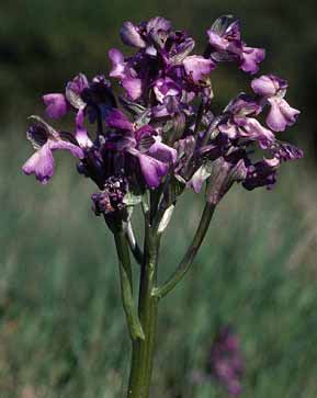 Orchis morio, inflorescence multiple, Prfailles, Loire-Atlantique