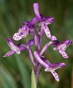 Orchis morio, toutes les fleurs  labelle atrophi (origine gntique ?), Sn, Morbihan