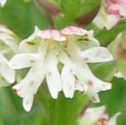 Orchis ustulata, fleur  2 labelles, Loire Atlantique, 13 mai 2004.