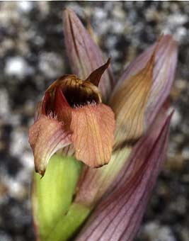 Serapias parviflora, fleur  2 labelles, Pleumeur-Bodou, Ctes-d'Armor