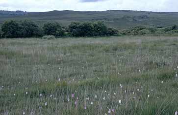 Lande tourbeuse (Monts d'Arre, Finistre)