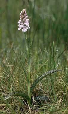 Prairie (Finistre)