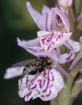 Diptre (Empis sp)