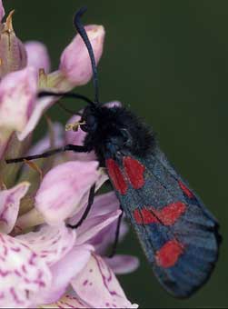 Lpidoptre (Zygaena trifolii)