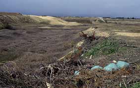 Dcharge dans une dpression dunaire riche en Orchides, Plouharnel, Morbihan