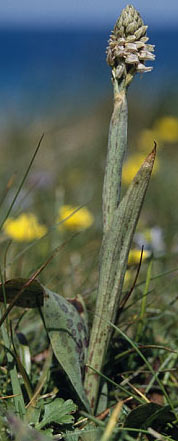 Neotinea maculata, Finistre
