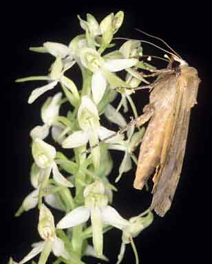 Noctua pronuba  avec pollinies de Platanthera bifolia sur la trompe