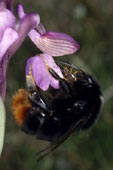 Bombus lapidarius avec pollinies (Ctes d'Armor).