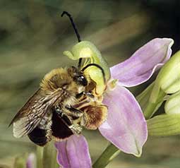 Eucera longicornis mle, pseudocopulation cphalique sur Ophrys apifera, Finistre, juin 2004.