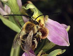 Eucera longicornis mle, pseudocopulation cphalique sur Ophrys apifera, Finistre, juin 2004.