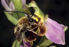 Eucera longicornis mle, pollinie d'Ophrys apifera colle sur la tte, Finistre, juin 2004.