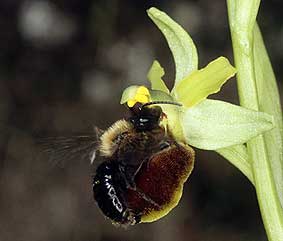 Andrena thoracica mle, pseudocopulation cphalique sur Ophrys sphegodes, Loire-Atlantique, avril 2004.