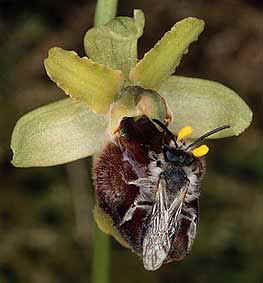 Andrena barbilabris avec pollinies d'Ophrys sphegodes