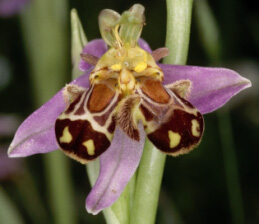 Ophrys apifera, fleur  2 labelles, Crozon, Finistre