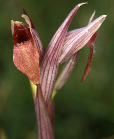 Inflorescence, Ctes-d'Armor, 14/05/02