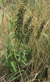 Epipactis helleborine en aot