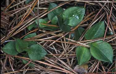 Goodyera repens, Frhel (Ctes-d'Armor) 05/01/02