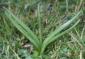 Orchis laxiflora, Trbeurden (Ctes-d'Armor) 12/04/02