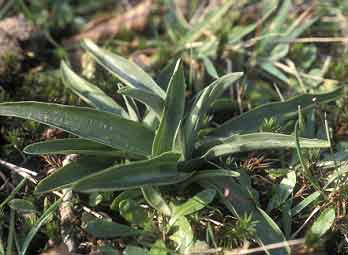 Orchis morio, Kermaria-Sulard (Ctes-d'Armor) 20/02/00