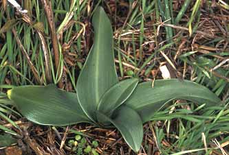 Ophrys apifera, Trbeurden (Ctes-d'Armor) 17/11/03