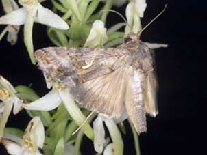 Noctuelle (Autographa gamma) sur Platanthera bifolia