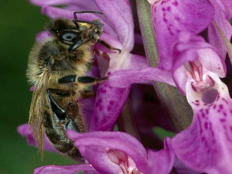 Apis mellifera et pollinies