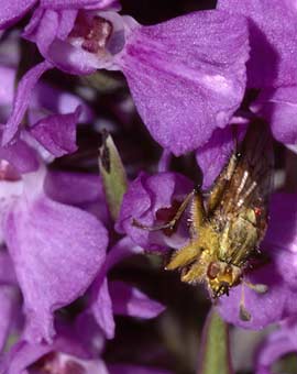 Diptre (Scatophaga stercoraria)