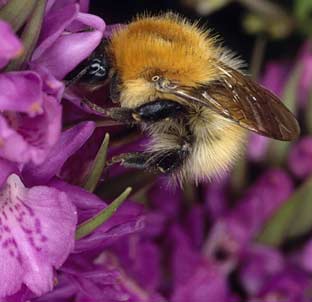 Bombus pascuorum