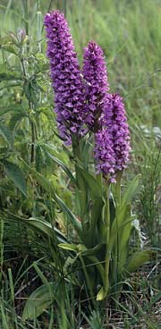 Pieds fleuris (Guissny, Finistre)