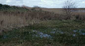 Fauchage des roseaux pour le maintien du Liparis loeselii ovata, Guissny, Finistre