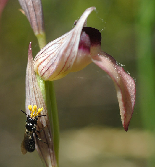 Ceratina cucurbitina mle avec des pollinies de Serapias lingua colles sur la tte, Brenne, 17 mai 2011, photo Jean-Michel Lucas.