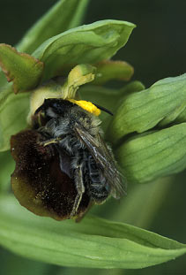 Pseudocopulation cphalique par Andrena barbilabris