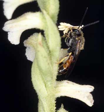 Sphecodes avec pollinies - Monts d'Arre (Finistre)