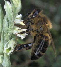 Apis mellifera - Ctes d'Armor - 04/09/02