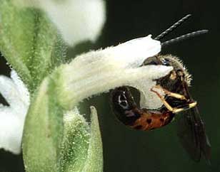 Sphecodes sp pollinisant Spiranthes aestivalis, Lannanou, Finistre, aot 2004.