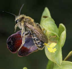 Andrena flavipes mle (en attente de confirmation par un expert), Finistre