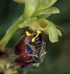 Andrena ovatula mâle (en attente de confirmation par un expert), Côtes-d'Armor