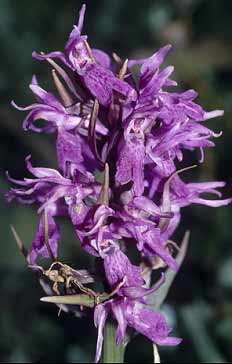 Dactylorhiza traunsteineri, pi pauciflore (Trflez, Finistre)