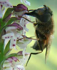 Eristalis pertinax pollinisant Orchis ustulata, Loire-Atlantique, mai 2004.