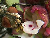 Sarcophaga carnaria et pollinies d'Orchis ustulata collées sur la trompe.