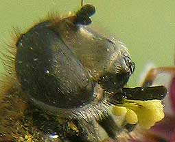 Eristalis sp avec pollinies d'Orchis ustulata collées sur la trompe.